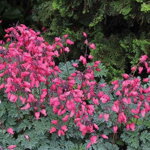 Srdcovka 'Amore Rose' (Dicentra 'Amore Rose')