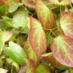 Krpčiarka červená (Epimedium rubrum)