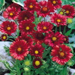 Kokarda 'Burgunder' (Gaillardia 'Burgunder')