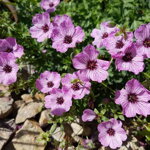 Pakost 'Ballerina' (Geranium cinereum 'Ballerina')