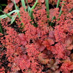 Heuchera 'Cherry Cola' ®