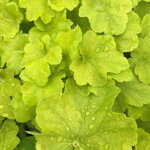 Heuchera 'Citronelle' ®