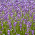 Levanduľa lekárska 'Munstead' (Lavandula ang. 'Munstead')
