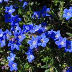 Kamejka modrá 'Heavenly Blue' (Lithodora diffusa 'Heavenly Blue')