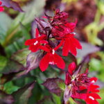 Lobélia šarlátová (Lobelia cardinalis)