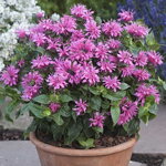 Monarda dvojmocná 'Cranberry Lace' ® (Monarda didyma 'Cranberry Lace')
