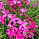 Rhodohypoxis milloides 'Claudia'