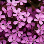 Mydlica bazalkovitá (Saponaria ocymoides)
