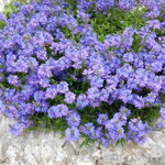 Veronika rozprestretá (Veronica prostrata)
