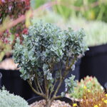 Salix Boydii