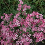 Gypsophila plazivá 'Rosea' (Gypsophila repens rosea)