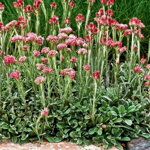 Plešivec dvojdomý 'Rubra' (Antennaria dioica 'Rubra')