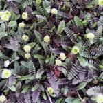 Machovec 'Platts Back' (Leptinella squallida 'Platts Back')