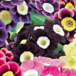 Primula pubescens mix