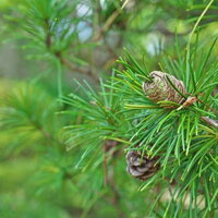 Sciadopitys verticillata priblížená