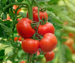 Ako pestovať paradajky? Sprievodca od skúseného záhradkára