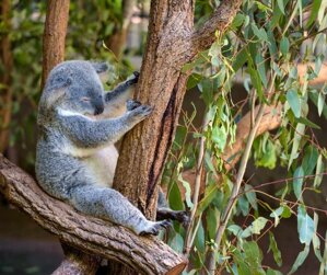 Eukalyptus – austrálsky klenot, ktorý čistí vzduch