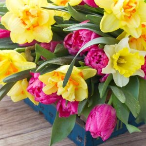 5 najobľúbenejších jarných kvetov, ktoré rozžiaria vašu záhradu!