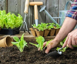 Výhody zakladania zeleninových záhrad