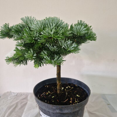 Abies veitchii VIZOVICE
