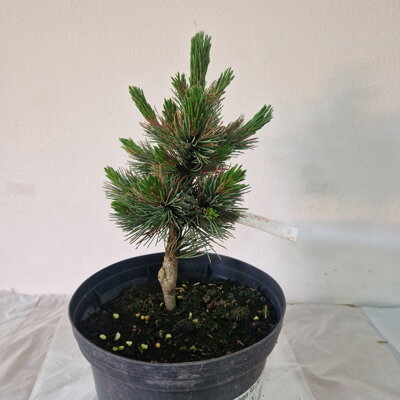 Pinus aristata ROLLING ROCK