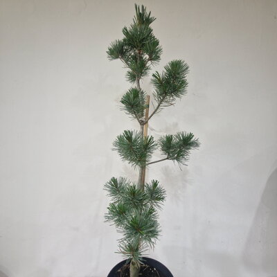 Pinus parviflora MIYAJIMA