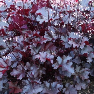 Heuchera Black Beauty®