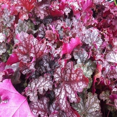 Heuchera CAN CAN