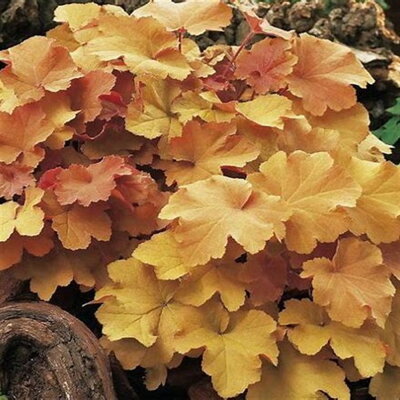 Heuchera Caramel®
