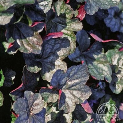 Heuchera Chocolate Veil