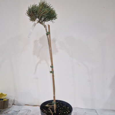 Abies monophylla WIGGLE