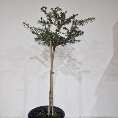 Picea abies UGLY