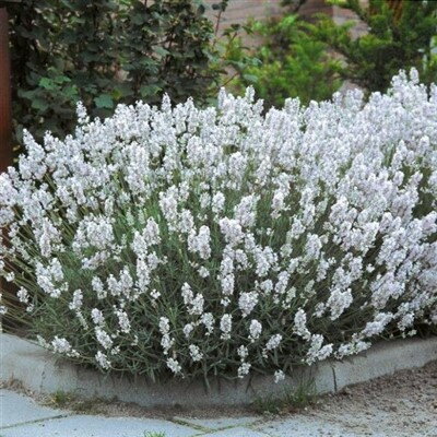 Levanduľa úzkolistá Edelweiss