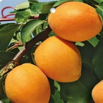 Marhuľa sĺpovitá - KOMPAKTA