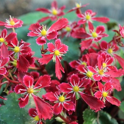 Saxifraga cortusifolia Beni Tsukasa