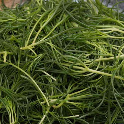 Saltwort - Okahijiki