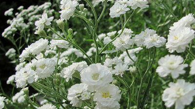 Gypsophila paniculata