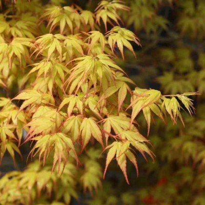 Javor dlaňovitolistý 'Katsura' (Acer palmatum 'Katsura')