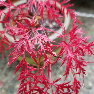 Javor dlaňovitolistý 'Red Feathers' (Acer palmatum 'Red Feathers')