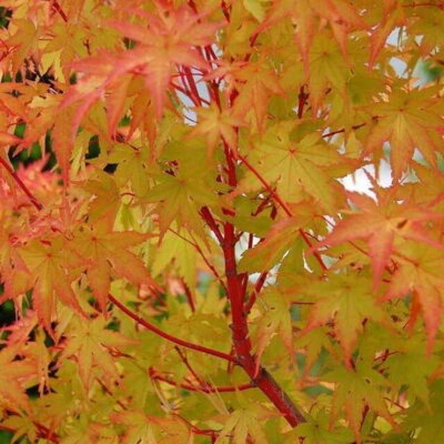 Javor dlaňovitolistý 'Sangokaku' (Acer palmatum 'Sangokaku') - 90 cm