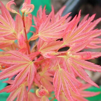 Javor dlaňovitolistý 'Wilsons Pink Dwarf' (Acer palmatum 'Wilsons Pink Dwarf')