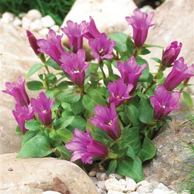 Gentiana Little Pinkie