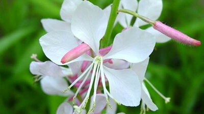 Gaura lind. 'Corrie's Gold'