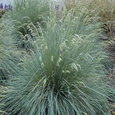 Ovsíkovec vždyzelený 'Pendula' (Helictotrichon sempervirens 'Pendula')
