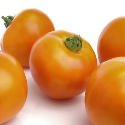 Paradajka Oranže