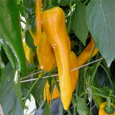 Paprika Ornela