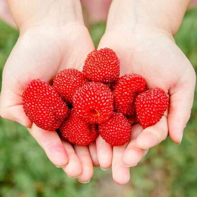 Malino-jahoda 'Rubus Illecebrosus'