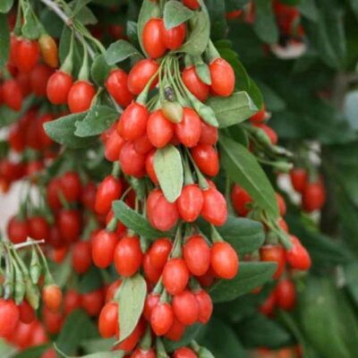 Goji - Kustovnica čínska