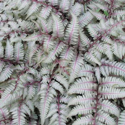 Papraďka japonská 'Silver Falls' (Athyrium niponicum 'Silver Falls')