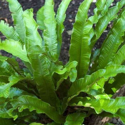 Jelení jazyk celolistý (Phyllitis scolopendrium)